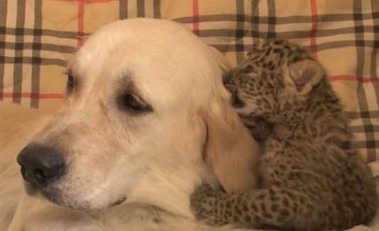 Labrador y leopardo