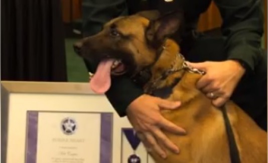 Casper, perro policía
