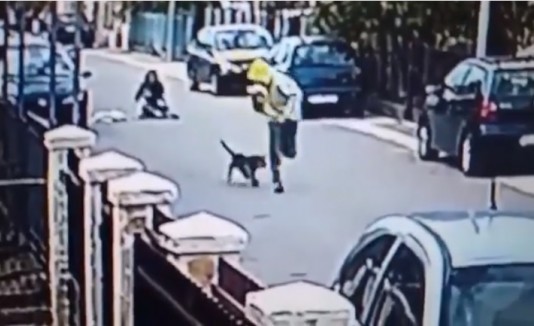Ladrón y perro