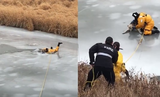 Rescate de perro