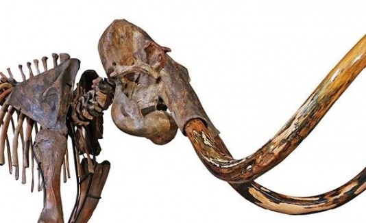 Mamut