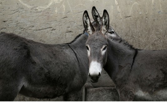 Burros