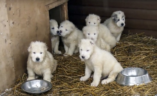perros