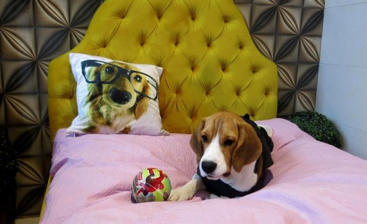 Hotel para perros