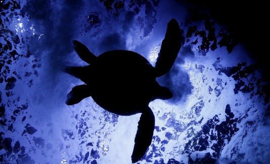 Acuario