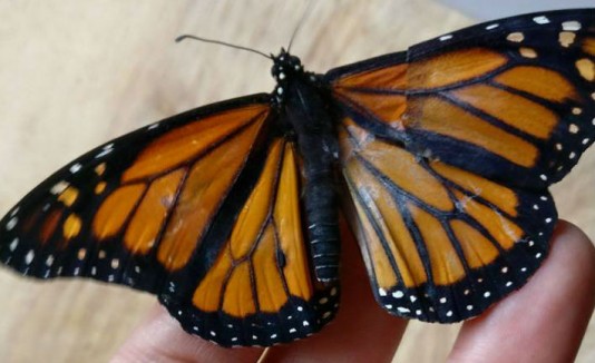 Mariposa