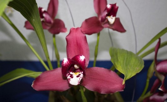 Orquidea
