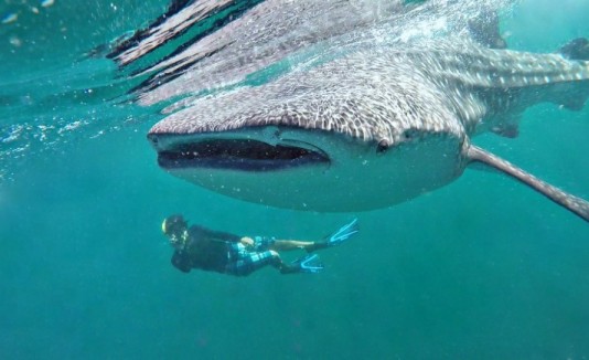 Tiburón ballena