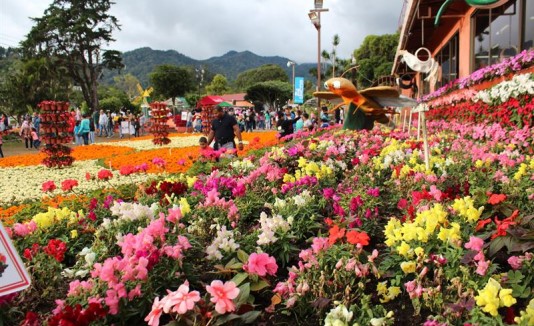 Flores
