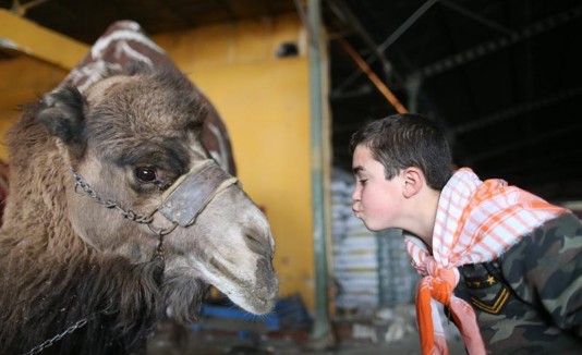 CAMELLOS