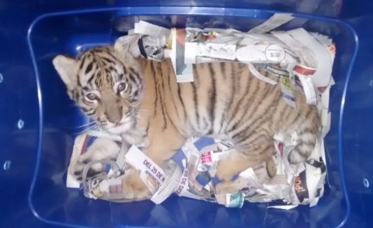 Tigre de bengala