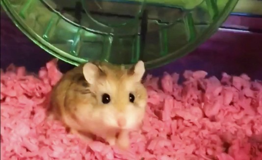 Hamster