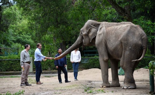 elefante
