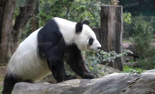 Pandas