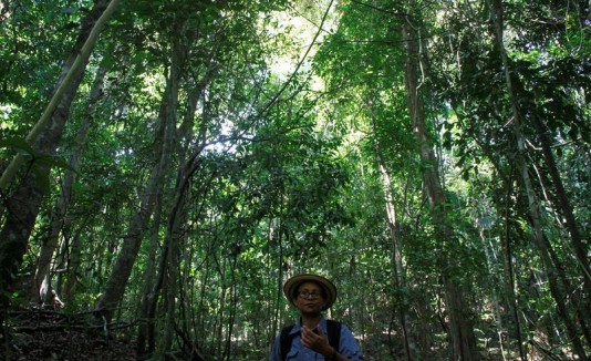 Selva panameña