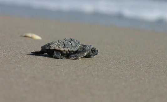 Tortuga