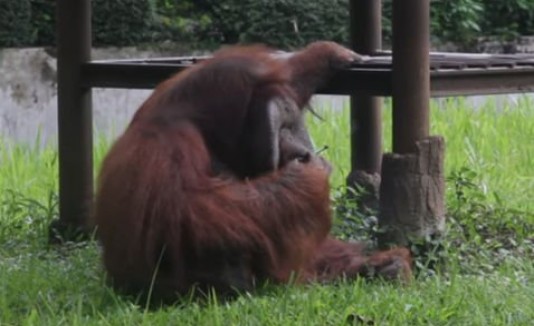 Orangután fumador
