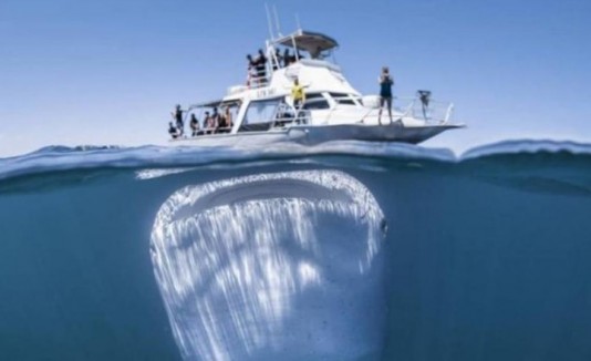 Tiburón gigante