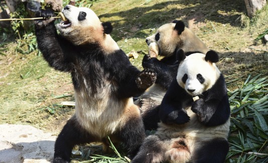 Pandas gigantes