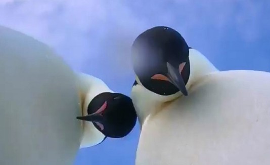 Pingüinos emperador