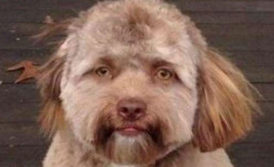 Perro