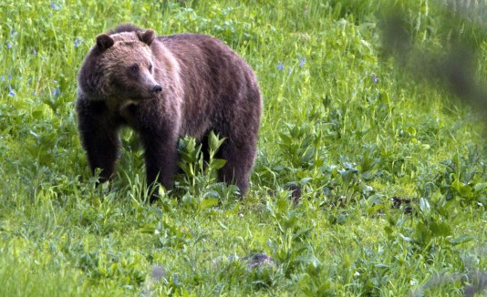 Oso pardo