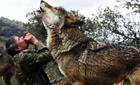 Lobos