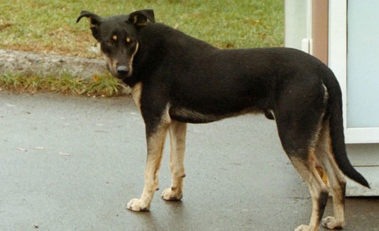 perros