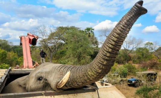 elefante