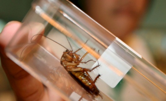 cucaracha