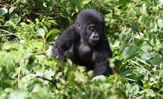 Gorila Congo