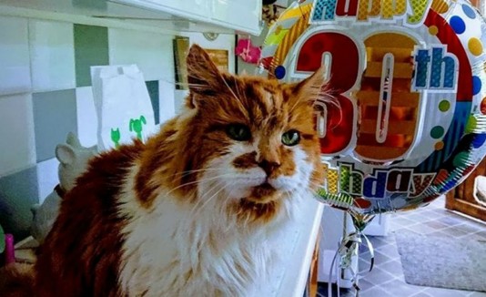 gato