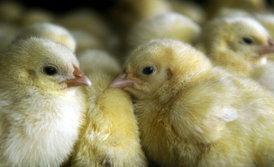 pollos