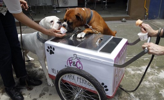 Helados para perros