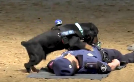 Perro RCP