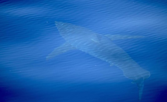 Tiburón blanco