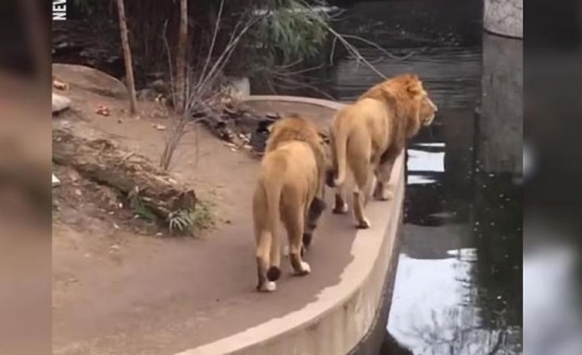 León viral