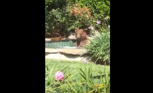 Oso