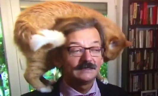 Gato travieso