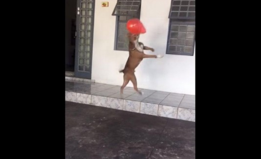 Perro ronaldo