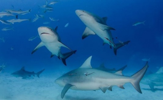 tiburones