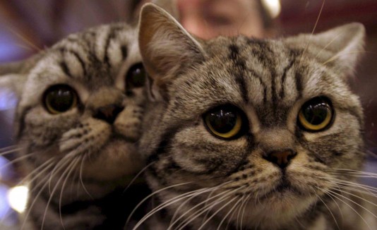 gatos