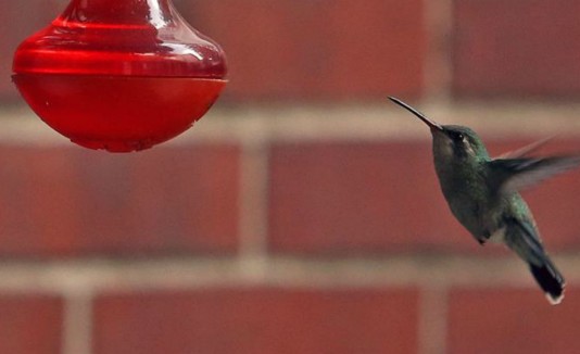 colibrí