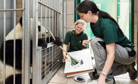 oso panda