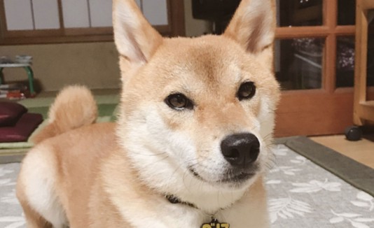 perro
