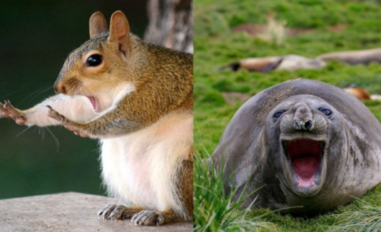 animales