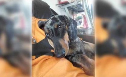 Perro perdido