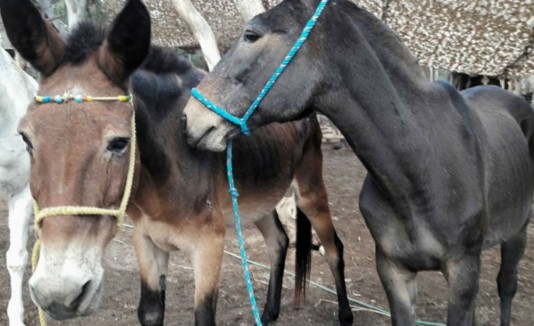 burros