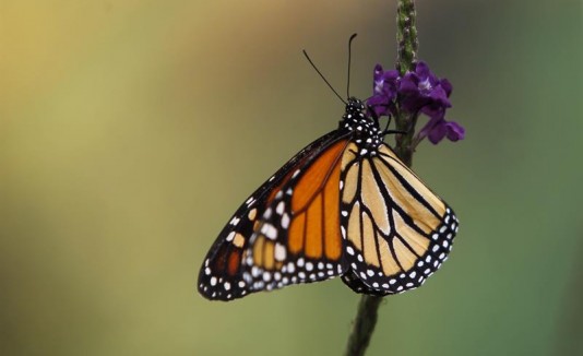 Mariposas