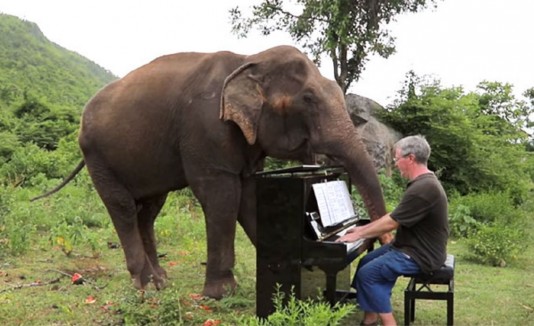 elefante